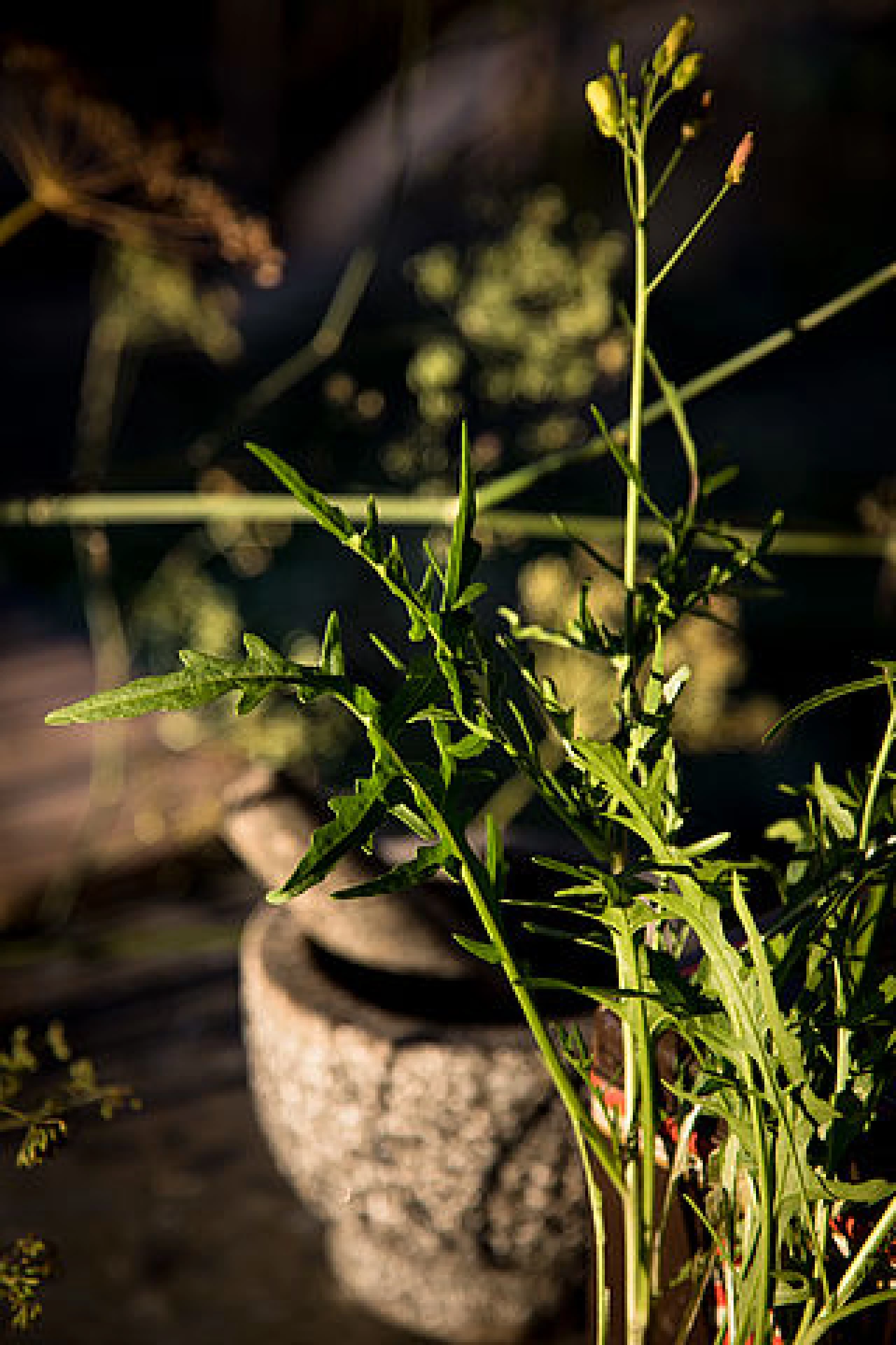Urban Gardening von WasabiRucola, Erdbeerspinat bis hin zu seltenen