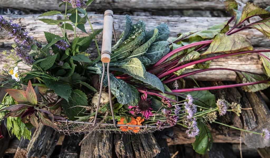 Urban Gardening: von Wasabi-Rucola, Erdbeerspinat bis hin zu seltenen ...